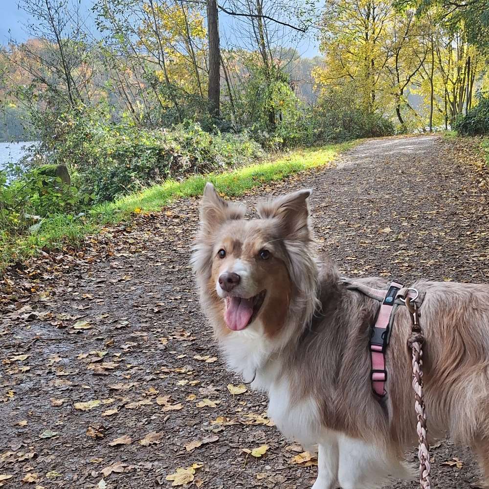 Hundetreffen-Trainingspartner-Profilbild