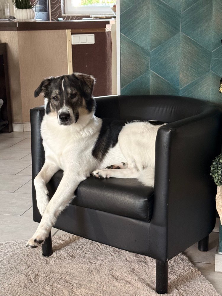 Hundetreffen-Hundetreffen in Rheinhausen-Profilbild