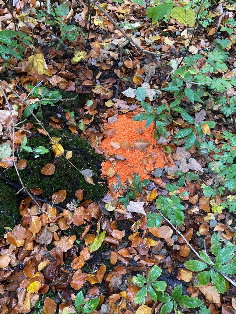 Giftköder-Mögliches Rattengift orange-Profilbild