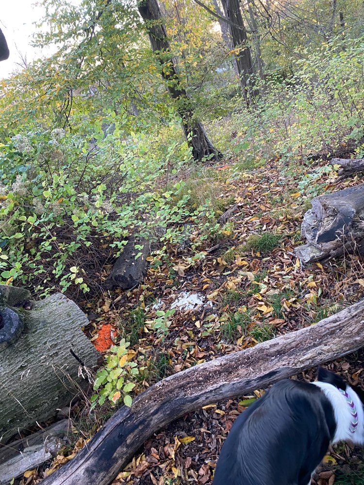 Giftköder-Mögliches Rattengift-Profilbild