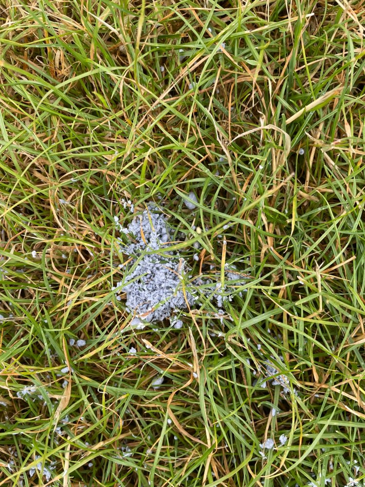 Giftköder-Blaues Granulat-Profilbild