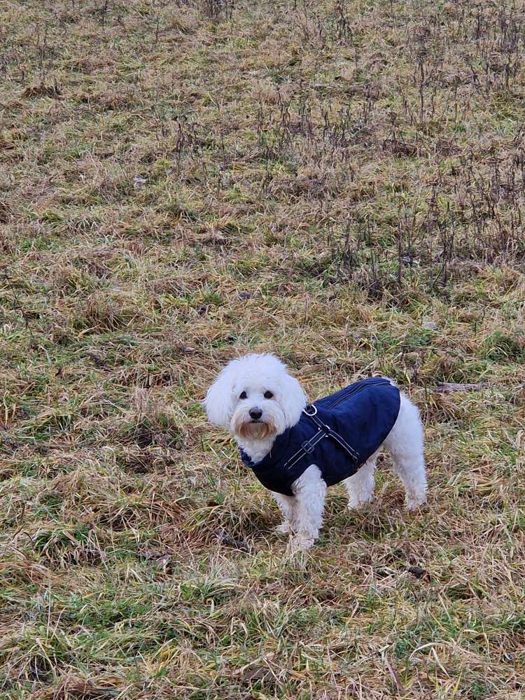Hundetreffen-Maltesermischling sucht Spielkameraden-Profilbild