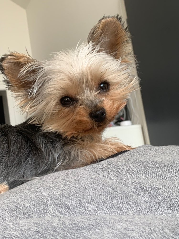 Hundetreffen-Hundespielen/Gassigehen in Pulheim-Profilbild