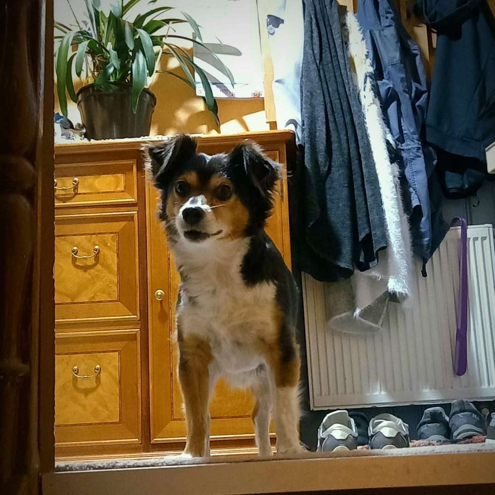 Hundetreffen-Treffen in Zella-Mehlis-Profilbild