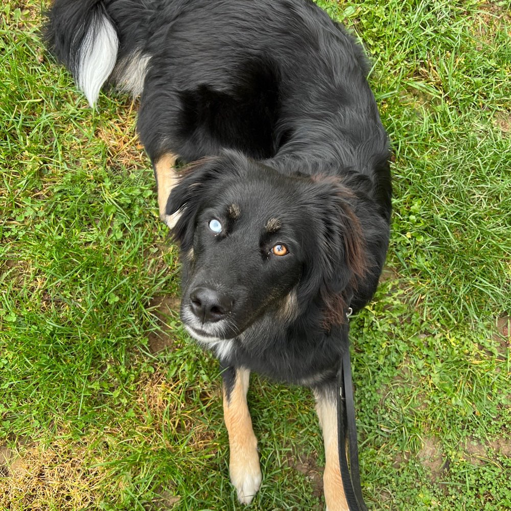 Hundetreffen-Gassi- und Spielrunden-Profilbild