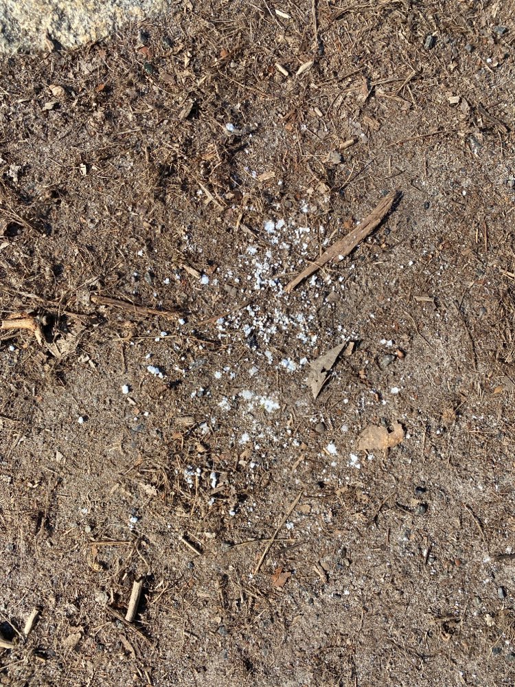 Giftköder-Weißes Pulver Nähe Jagdschloss-Profilbild