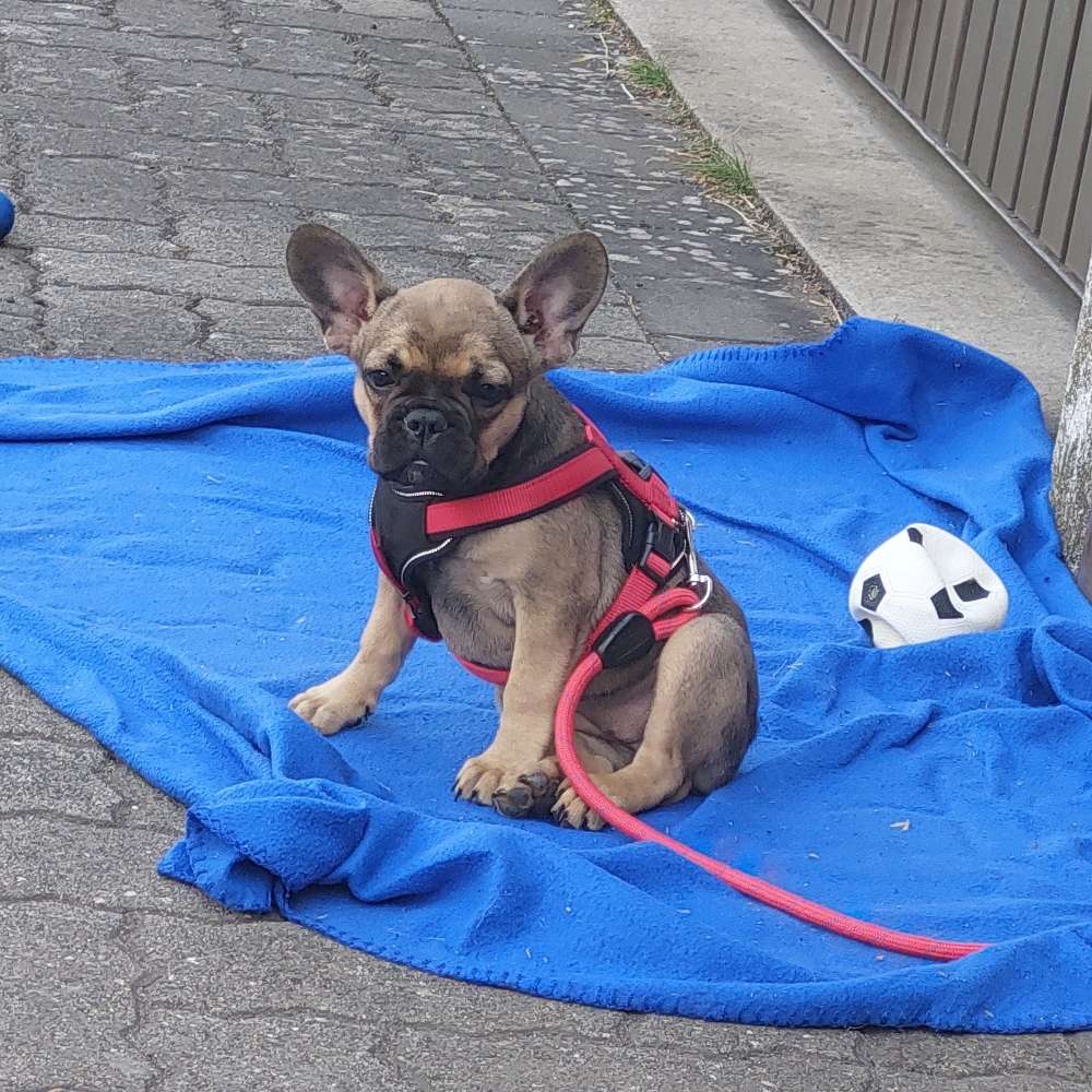 Hundetreffen-Treffen für Hunde-Profilbild
