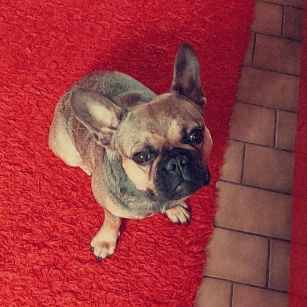 Hundetreffen-Spielrunde-Profilbild