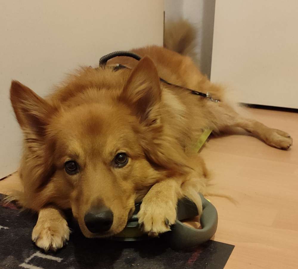 Hundetreffen-Suchen Spiel- und Übungspartner-Profilbild