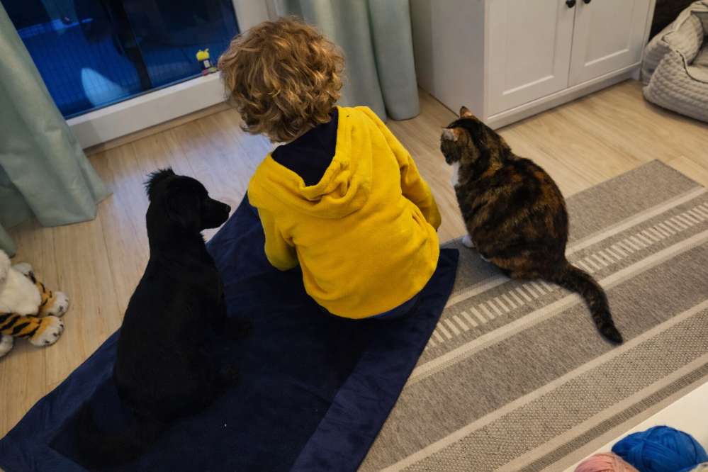 Hundetreffen-Gassi und Spielrunde-Profilbild