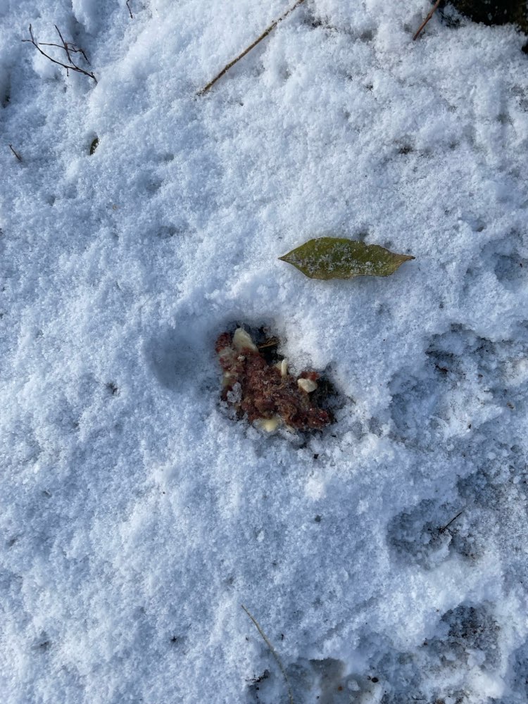 Giftköder-Möglicher Giftköder-Profilbild