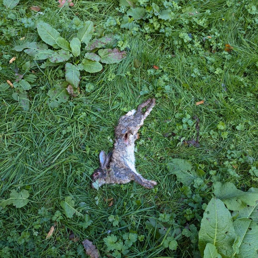 Giftköder-Toter Hase auf der Wiese-Profilbild