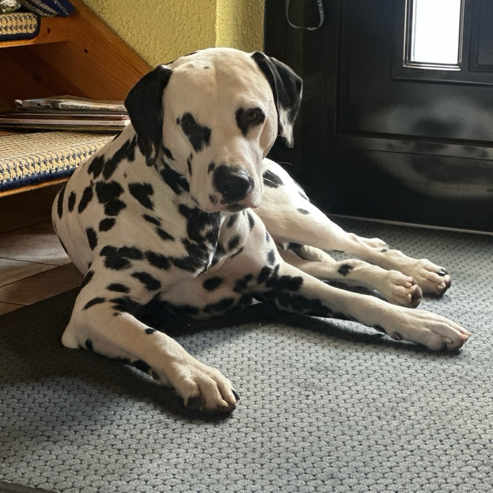 Hundetreffen-Angeleinte Hunderunde-Profilbild