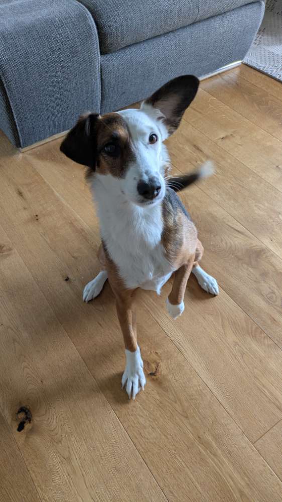 Hundetreffen-Hundefreunde gesucht 🐶-Profilbild