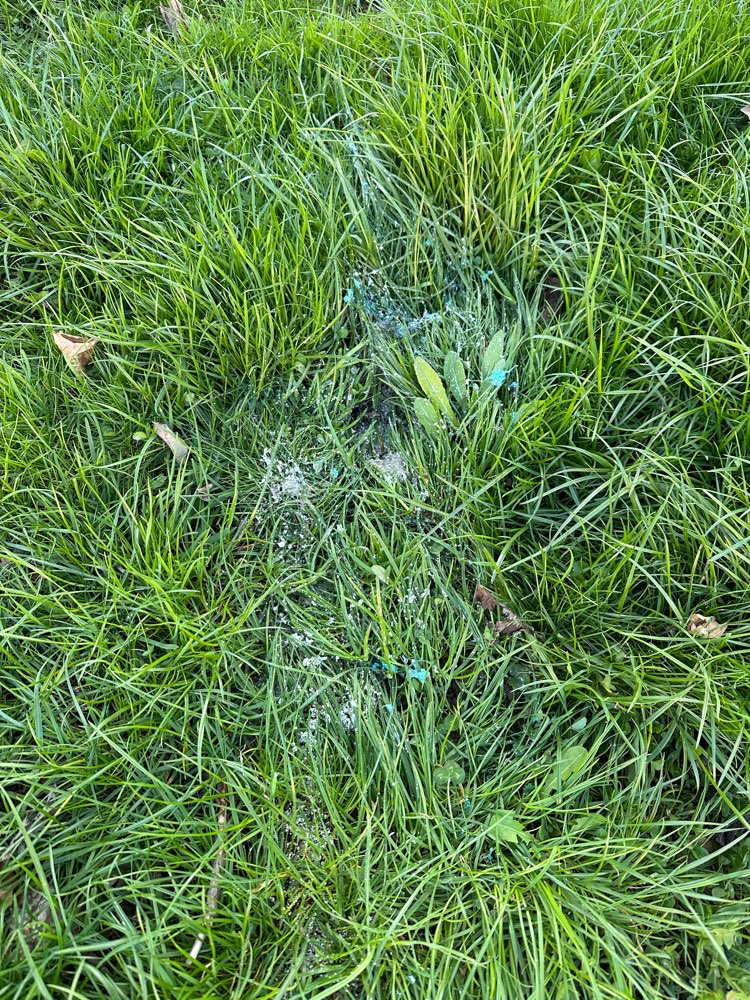 Giftköder-Vermutlich Giftköder-Profilbild