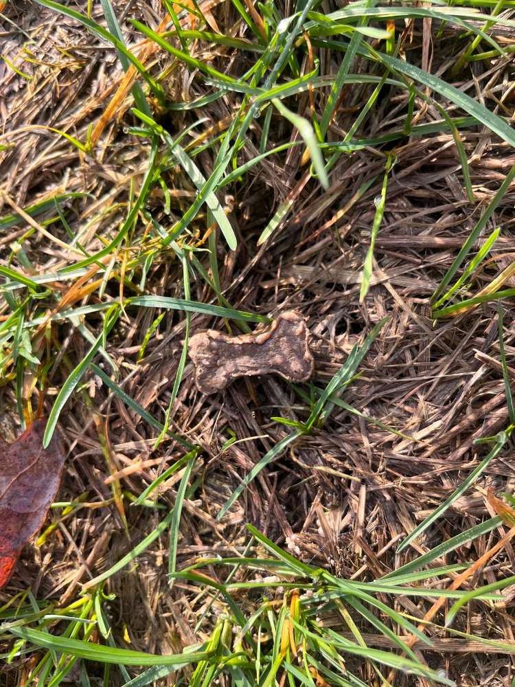 Giftköder-Giftköder-Profilbild