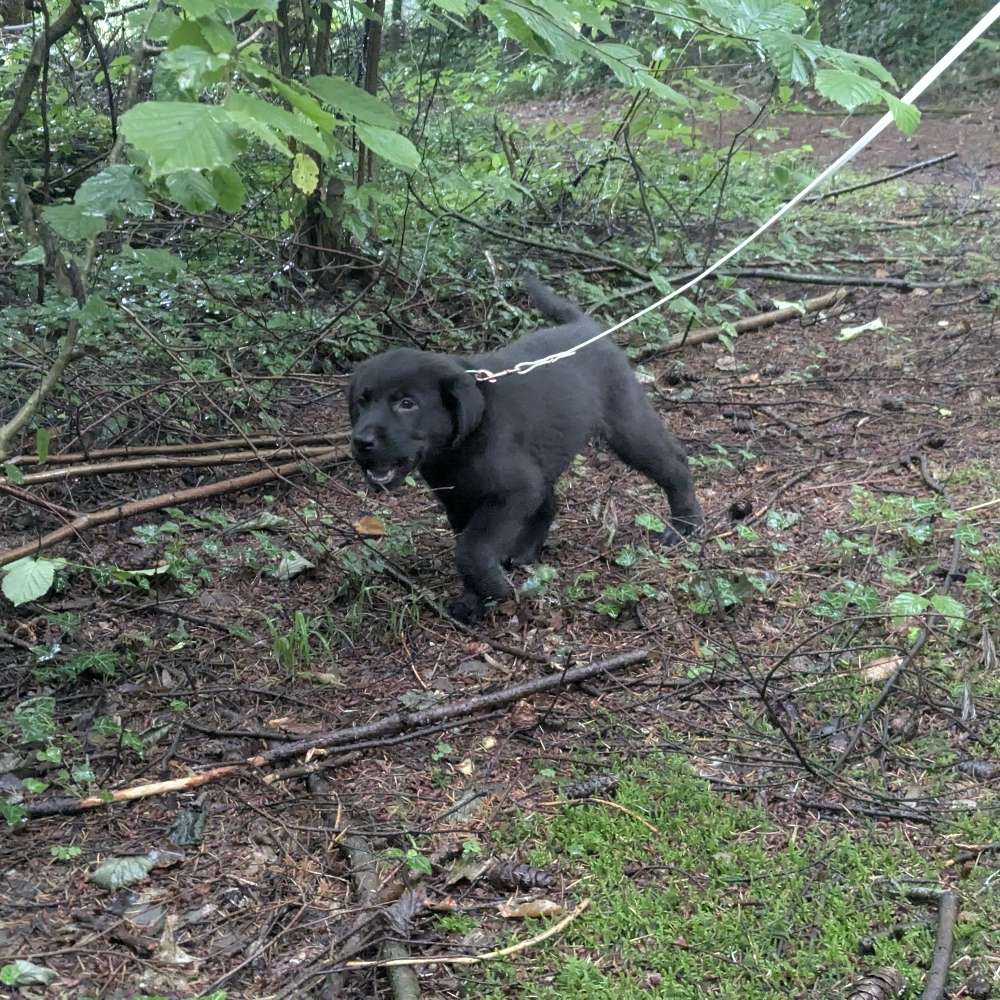 Hundetreffen-Lockerer Hundetreff-Profilbild