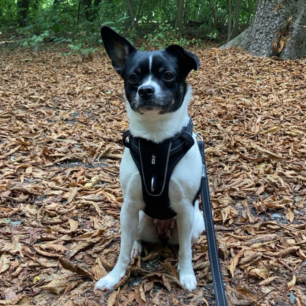 Hundetreffen-Gemeinsame Spaziergänge-Profilbild
