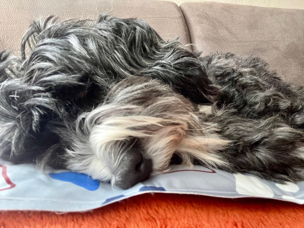 Coolste Hunde-Pose auf der Kühlmatte ❄️ Banner