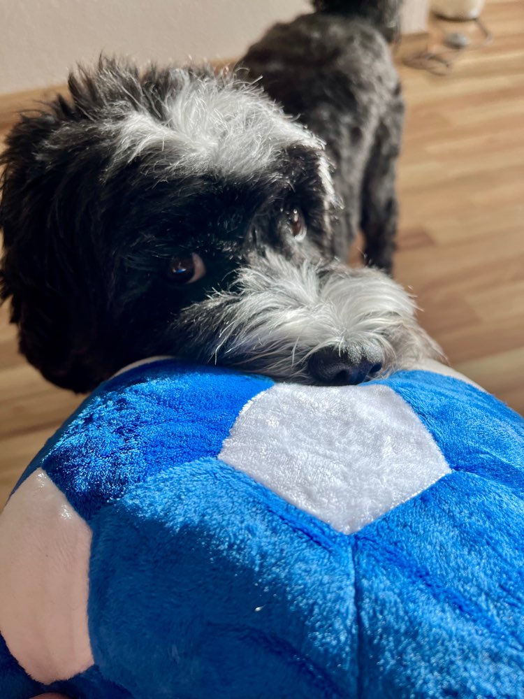 Ball-Junkies gesucht ⚽️🏀🏈🥎 Banner