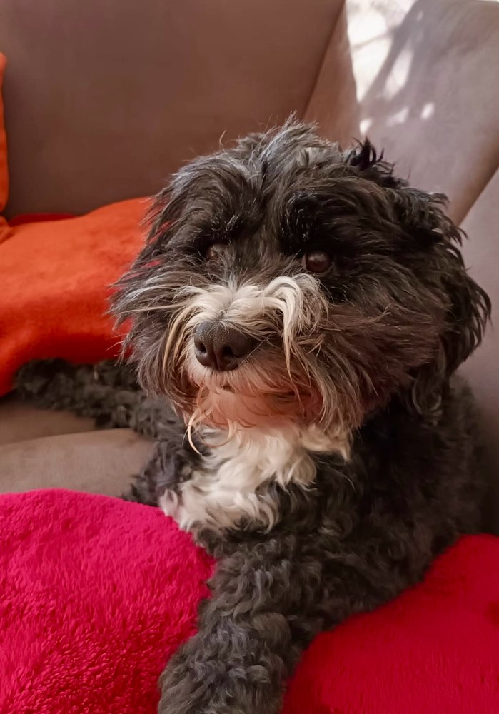 Montag Gesicht 😂🐾 Banner