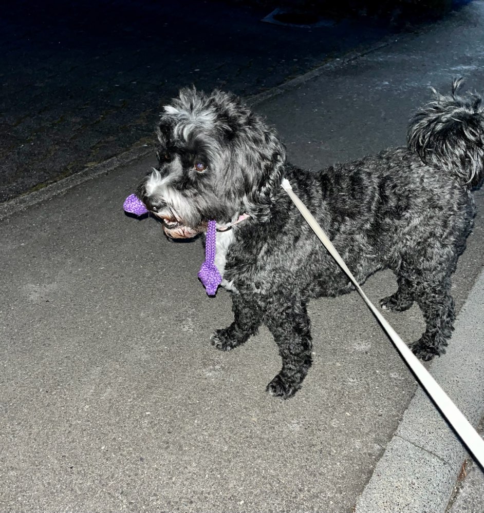 Nie ohne mein Spielzeug! 😂🥰🏀🧸 Banner