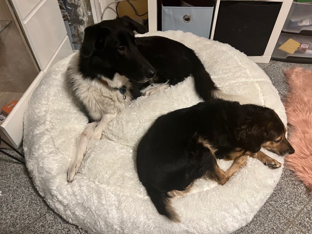 Hundetreffen-Suche Leute die auch berufstätig sind-Profilbild