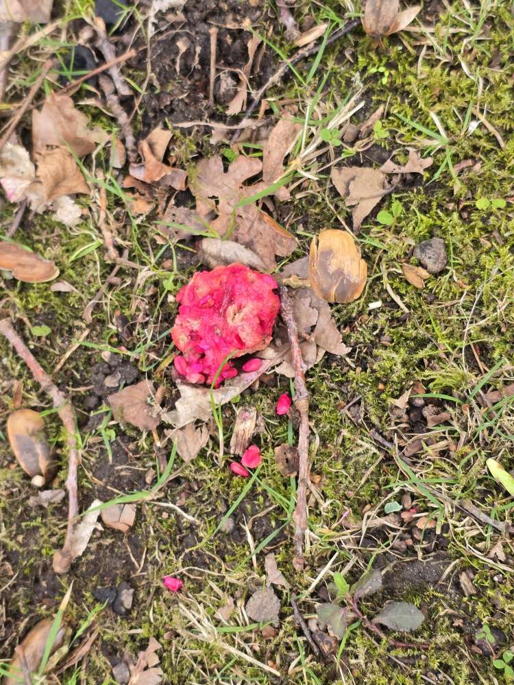 Giftköder-Erneuter Giftköder-Profilbild