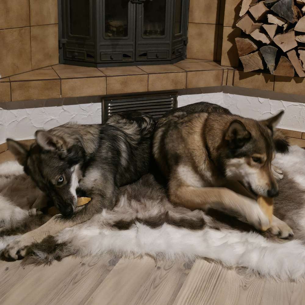 Hundetreffen-Spielrunde mit meinen Mädels-Profilbild