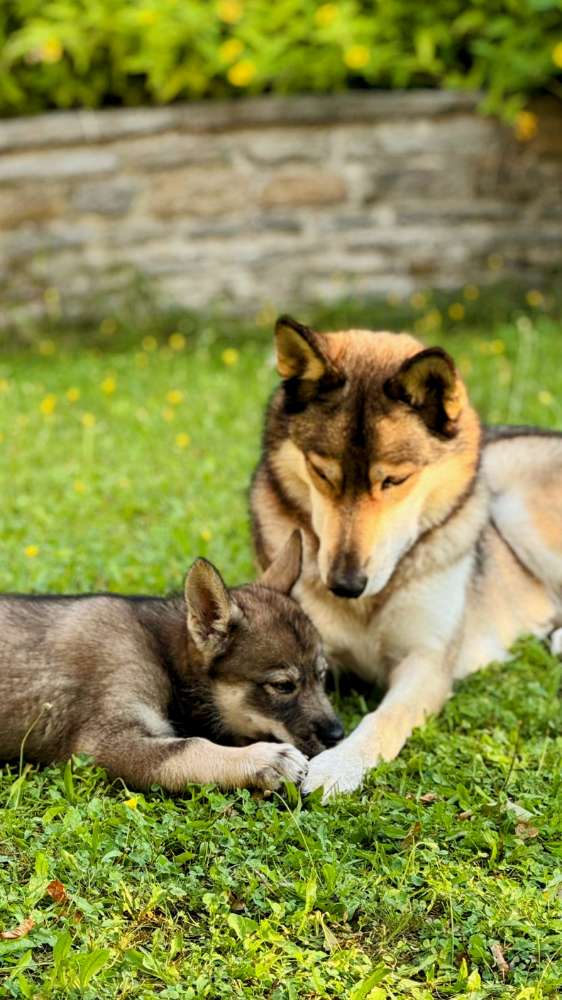 Hundetreffen-Welpenstunde mit Fenra-Profilbild