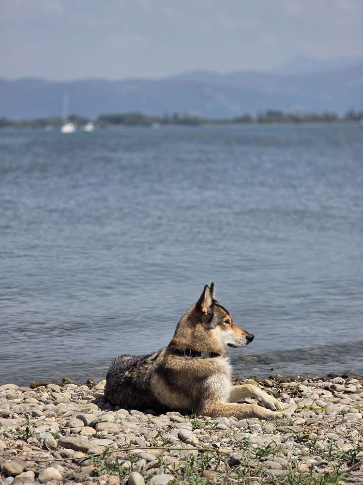 Hundetreffen-Spielen mit Yuna-Profilbild
