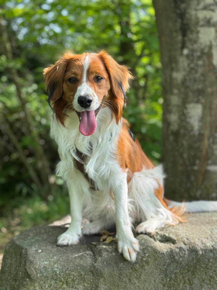 Hundetreffen-Social Walk mit impulsivem Junghund-Profilbild