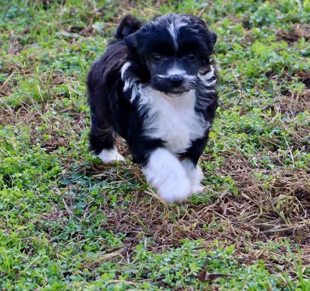 Hundetreffen-Welpentreffen im prenzlauer berg-Profilbild