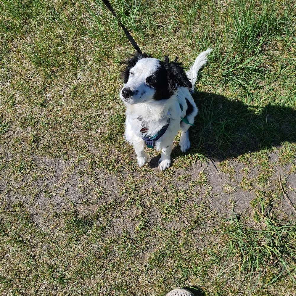 Hundetreffen-Welpen/ Junghundtreff-Profilbild