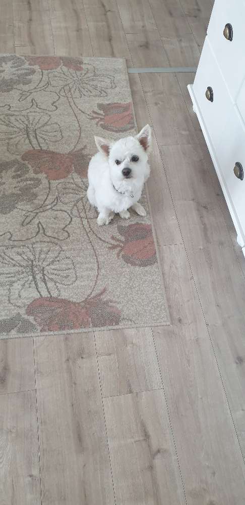 Hundetreffen-Gemeinsame Spaziergänge mit den Hunden-Profilbild