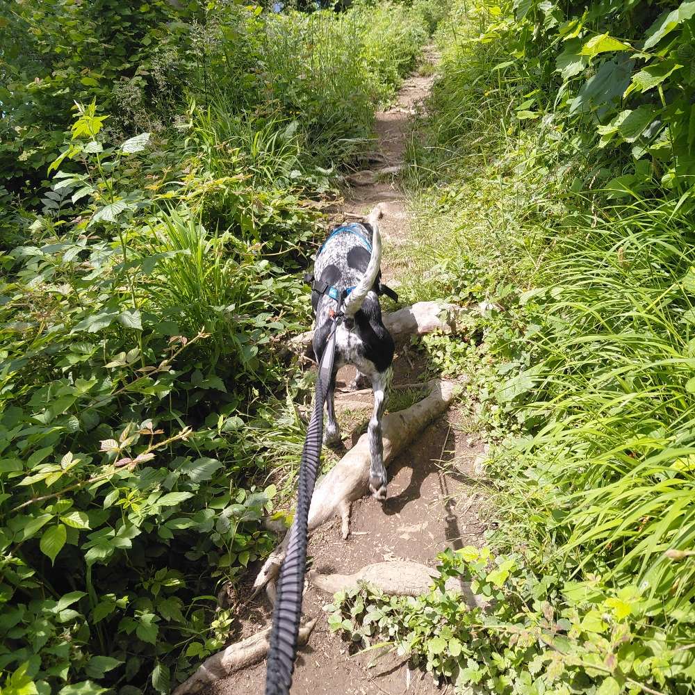 Hundetreffen-Canicross/Bikejöring Partner gesucht-Profilbild