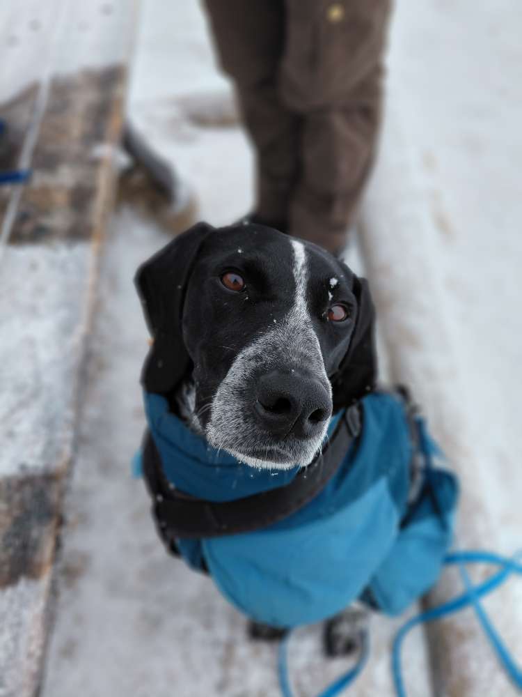 Hundetreffen-Canicross/Bikejöring Partner gesucht-Profilbild
