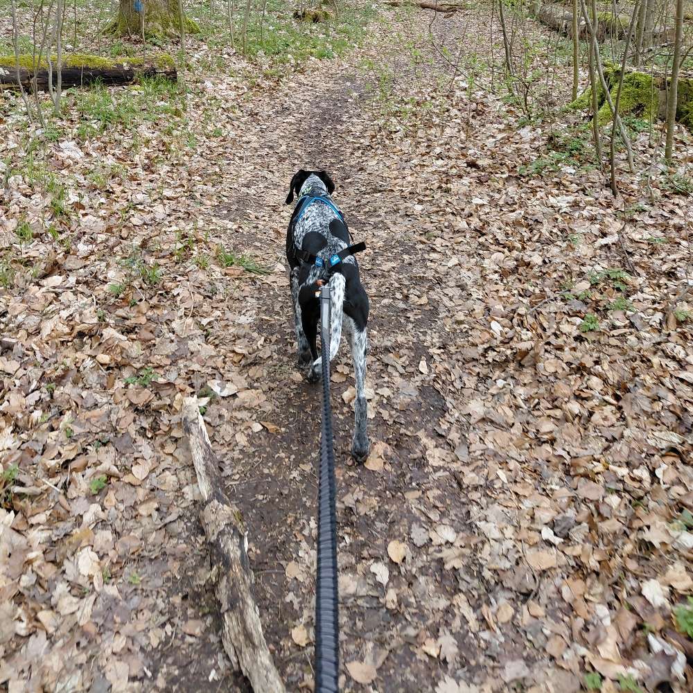 Hundetreffen-Canicross/Bikejöring Partner gesucht-Profilbild