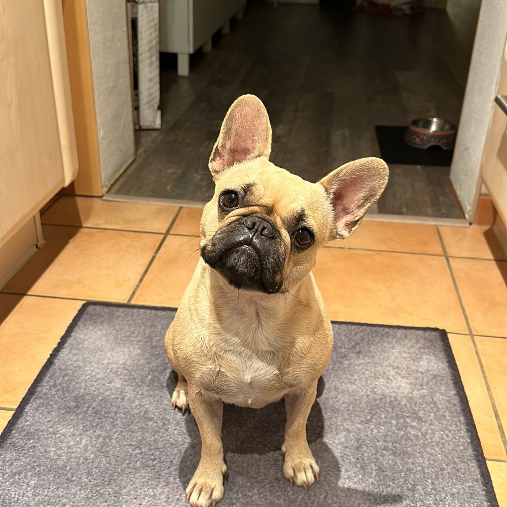 Hundetreffen-Gassi gehen-Profilbild