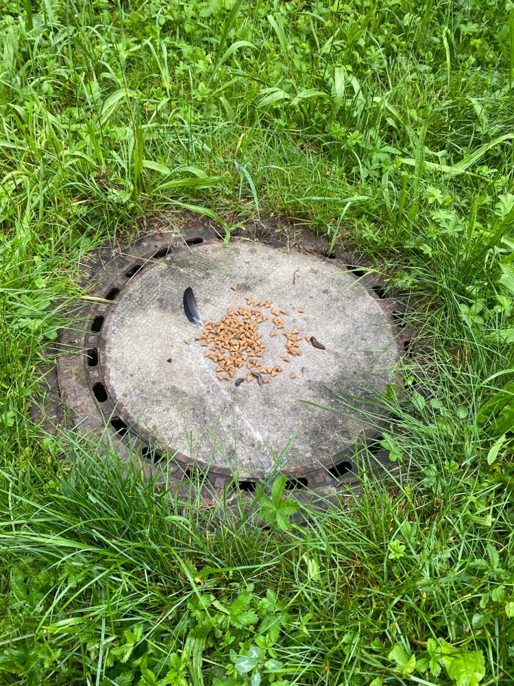 Giftköder-Futter auf Gulli-Profilbild