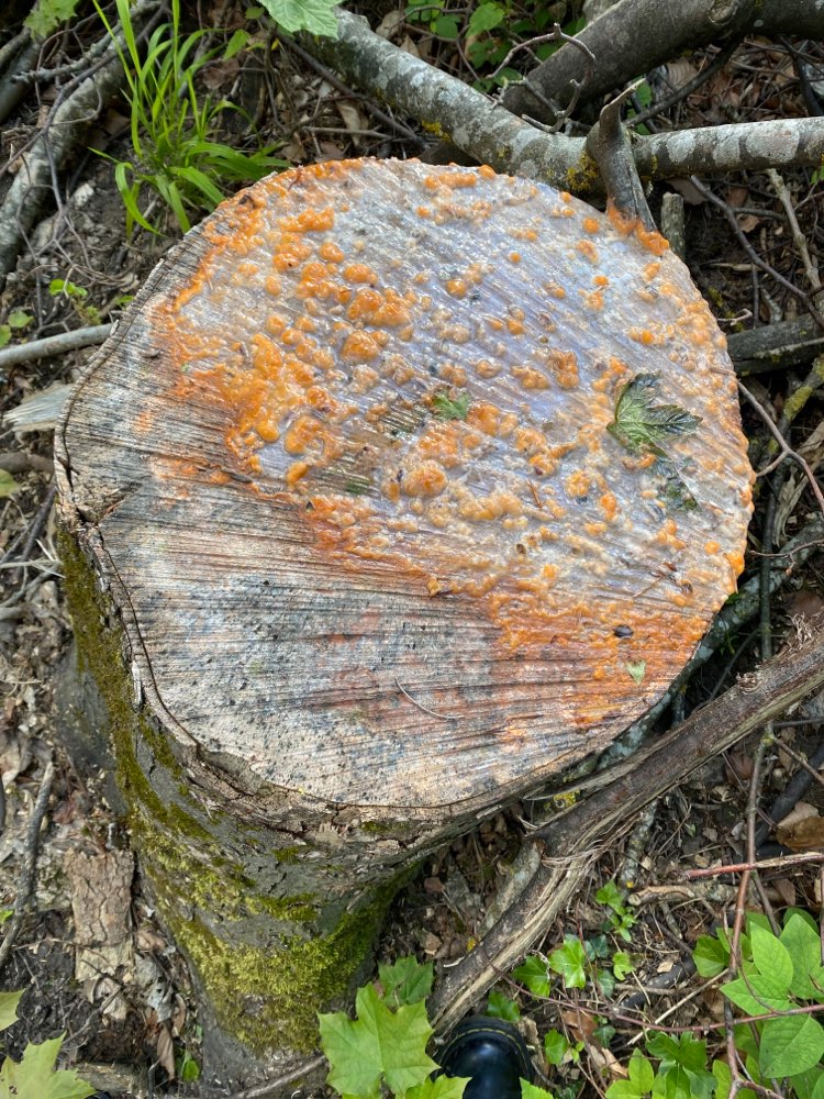 Giftköder-Vermutlicher Giftköder-Profilbild