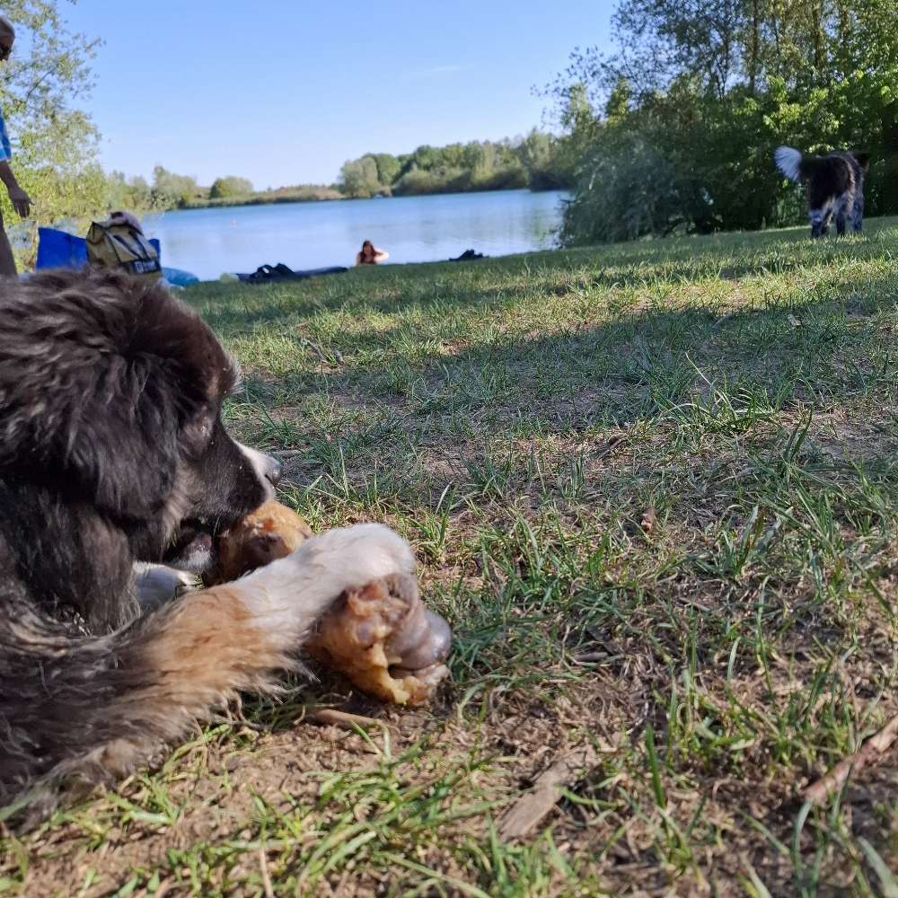 Hundetreffen-Welpitreffen mit Spiel und Spaß-Profilbild
