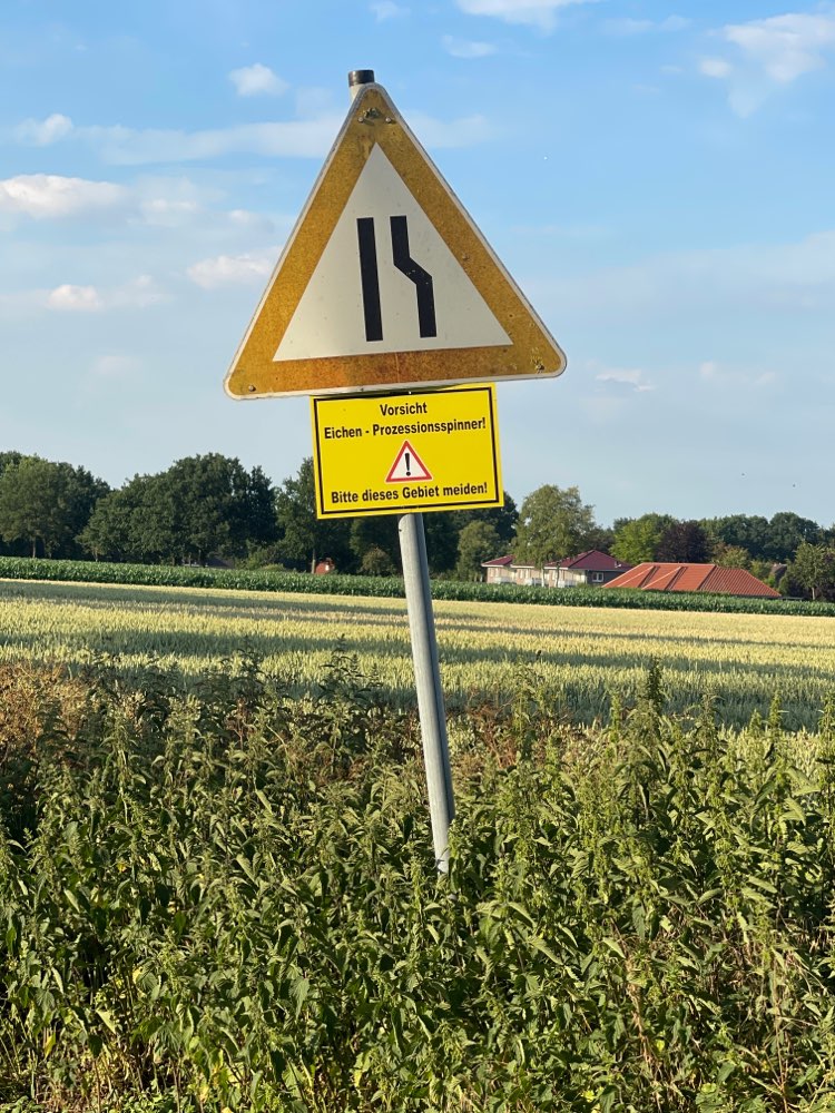 Giftköder-Eichen-Prozessionsspinner-Profilbild