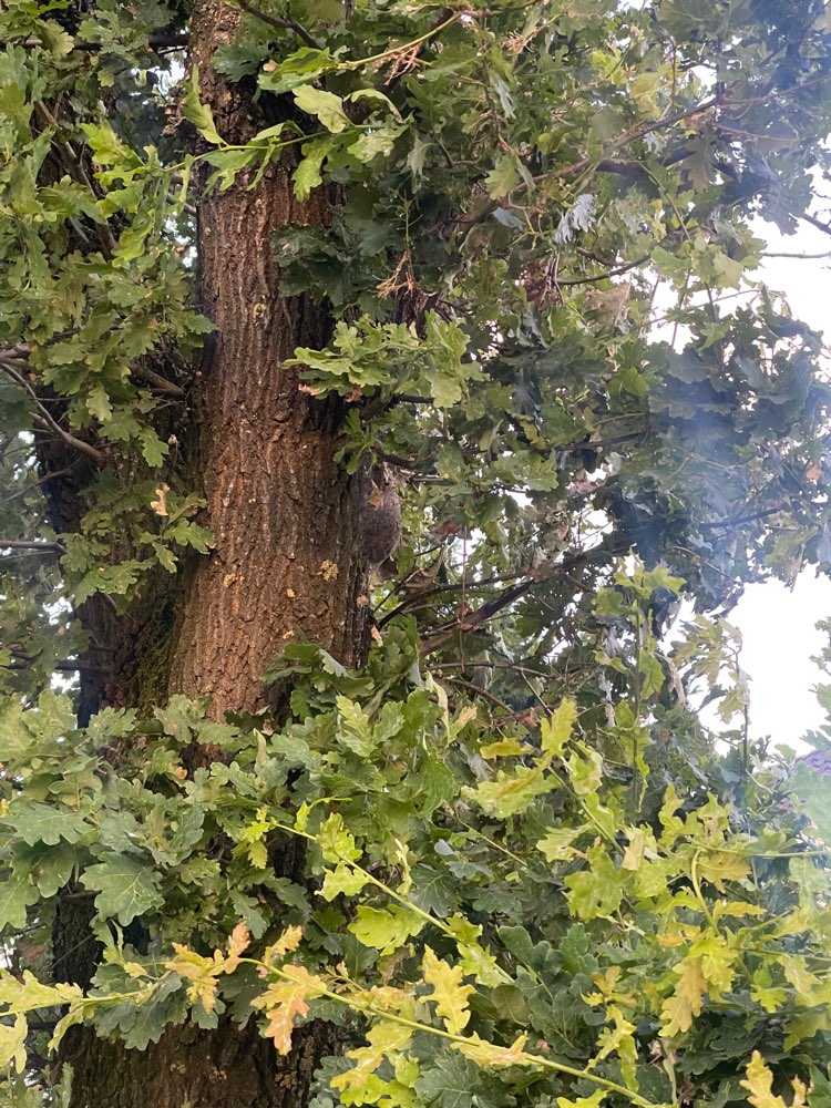 Giftköder-Eichen-Prozessionsspinner-Profilbild