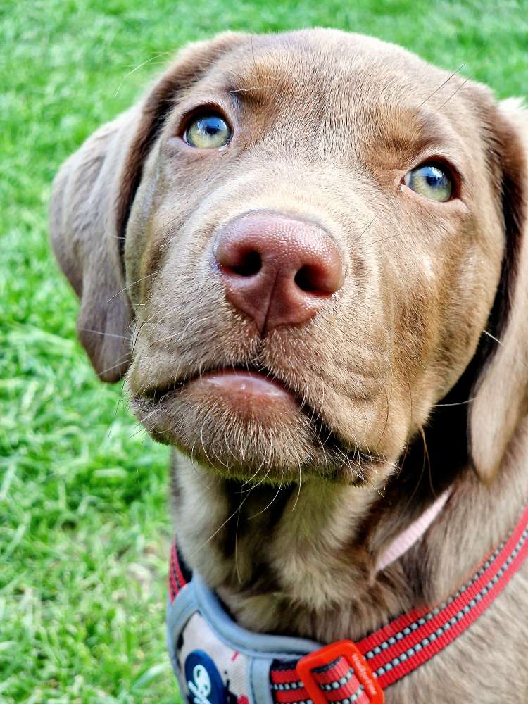 Hundetreffen-Hallo ich bin neu Hier 😊-Profilbild