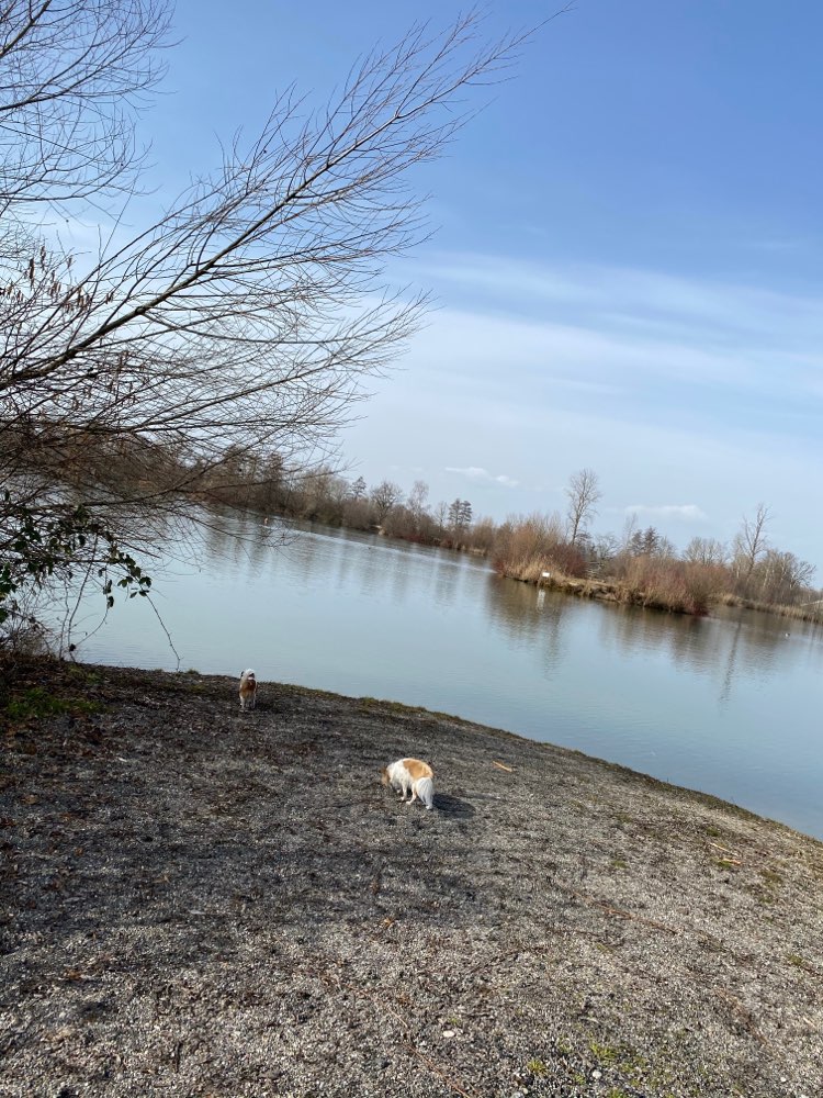 Hundetreffen-Chihuahua-Profilbild