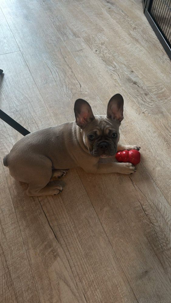 Hundetreffen-Welpentreffen oder kleine Hundetreffen in Tholey-Profilbild