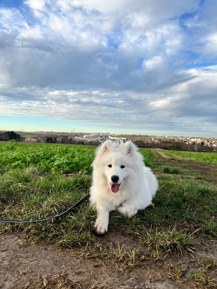 Hundetreffen-Spiel - und Spaßrunde mit Medo-Profilbild