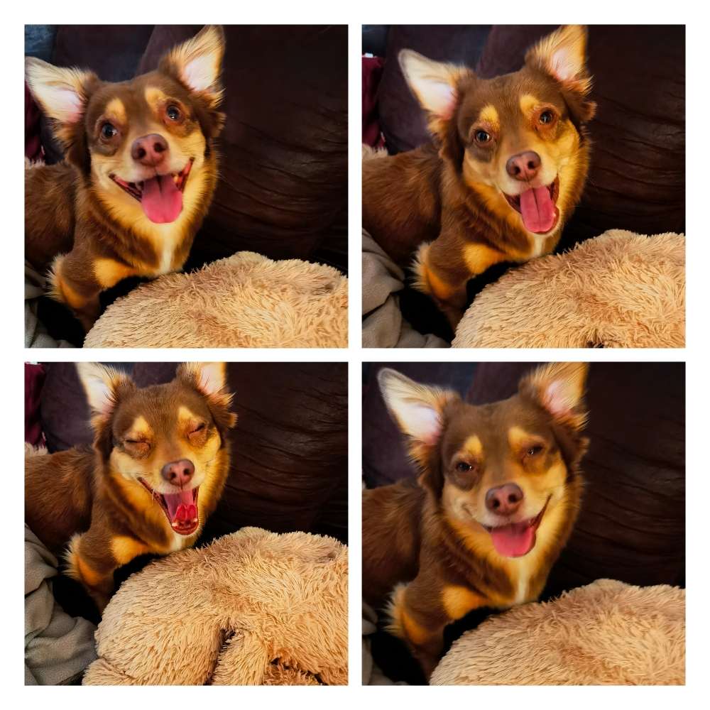 Hundetreffen-Spazieren in Herne-Profilbild