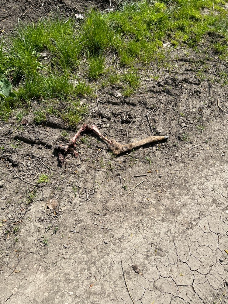 Giftköder-Rehbein auf dem Weg-Profilbild